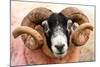 Isle of Mull sheep, Scotland, United Kingdom, Europe-Karen Deakin-Mounted Photographic Print