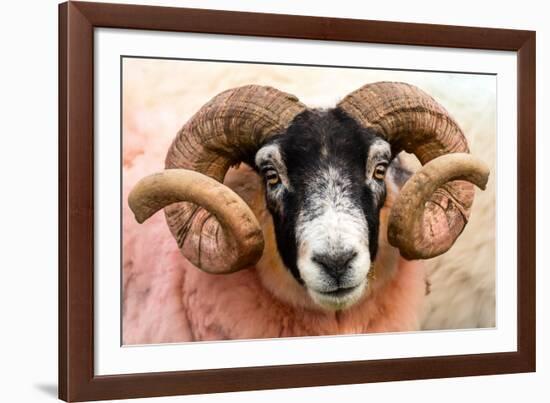 Isle of Mull sheep, Scotland, United Kingdom, Europe-Karen Deakin-Framed Photographic Print