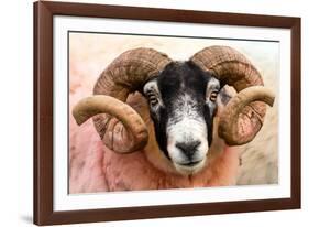 Isle of Mull sheep, Scotland, United Kingdom, Europe-Karen Deakin-Framed Photographic Print