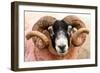 Isle of Mull sheep, Scotland, United Kingdom, Europe-Karen Deakin-Framed Photographic Print