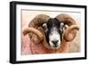 Isle of Mull sheep, Scotland, United Kingdom, Europe-Karen Deakin-Framed Photographic Print