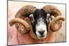 Isle of Mull sheep, Scotland, United Kingdom, Europe-Karen Deakin-Mounted Photographic Print