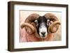 Isle of Mull sheep, Scotland, United Kingdom, Europe-Karen Deakin-Framed Photographic Print