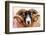 Isle of Mull sheep, Scotland, United Kingdom, Europe-Karen Deakin-Framed Photographic Print