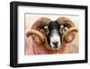 Isle of Mull sheep, Scotland, United Kingdom, Europe-Karen Deakin-Framed Photographic Print