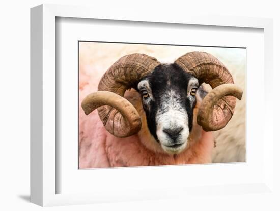 Isle of Mull sheep, Scotland, United Kingdom, Europe-Karen Deakin-Framed Photographic Print