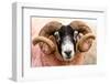 Isle of Mull sheep, Scotland, United Kingdom, Europe-Karen Deakin-Framed Photographic Print