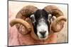 Isle of Mull sheep, Scotland, United Kingdom, Europe-Karen Deakin-Mounted Photographic Print