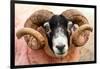 Isle of Mull sheep, Scotland, United Kingdom, Europe-Karen Deakin-Framed Photographic Print