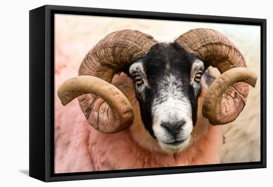 Isle of Mull sheep, Scotland, United Kingdom, Europe-Karen Deakin-Framed Stretched Canvas