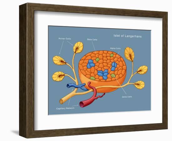 Islets of Langerhans, Diagram-Monica Schroeder-Framed Giclee Print