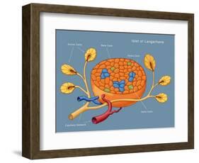 Islets of Langerhans, Diagram-Monica Schroeder-Framed Giclee Print