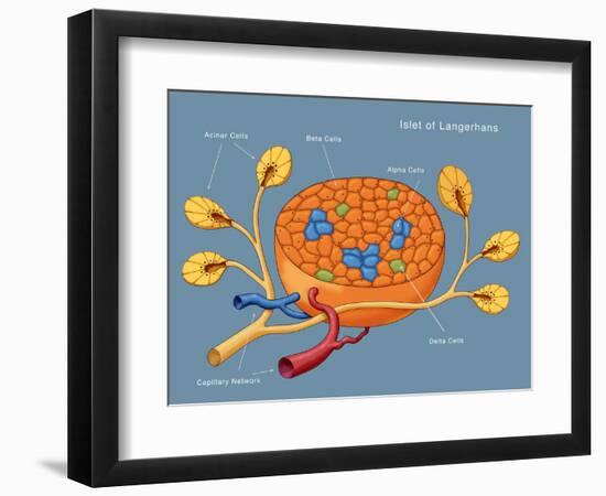 Islets of Langerhans, Diagram-Monica Schroeder-Framed Giclee Print