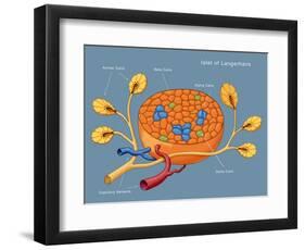 Islets of Langerhans, Diagram-Monica Schroeder-Framed Giclee Print