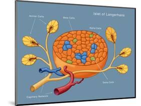 Islets of Langerhans, Diagram-Monica Schroeder-Mounted Giclee Print