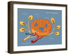 Islets of Langerhans, Diagram-Monica Schroeder-Framed Giclee Print