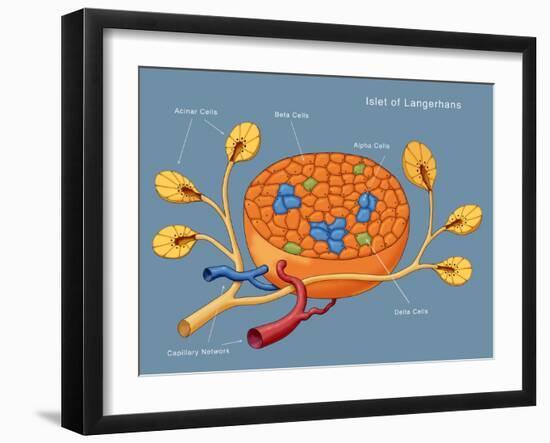 Islets of Langerhans, Diagram-Monica Schroeder-Framed Giclee Print