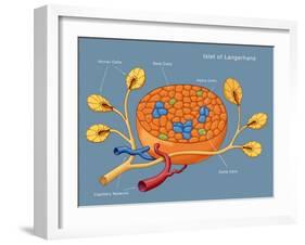 Islets of Langerhans, Diagram-Monica Schroeder-Framed Giclee Print