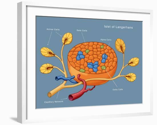 Islets of Langerhans, Diagram-Monica Schroeder-Framed Giclee Print