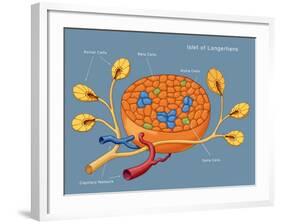 Islets of Langerhans, Diagram-Monica Schroeder-Framed Giclee Print