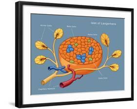 Islets of Langerhans, Diagram-Monica Schroeder-Framed Giclee Print