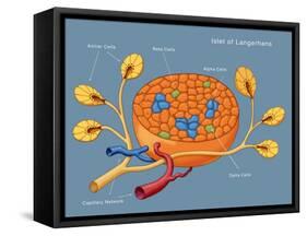 Islets of Langerhans, Diagram-Monica Schroeder-Framed Stretched Canvas