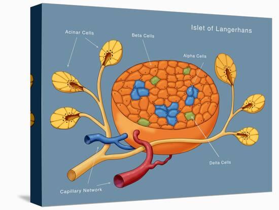 Islets of Langerhans, Diagram-Monica Schroeder-Stretched Canvas