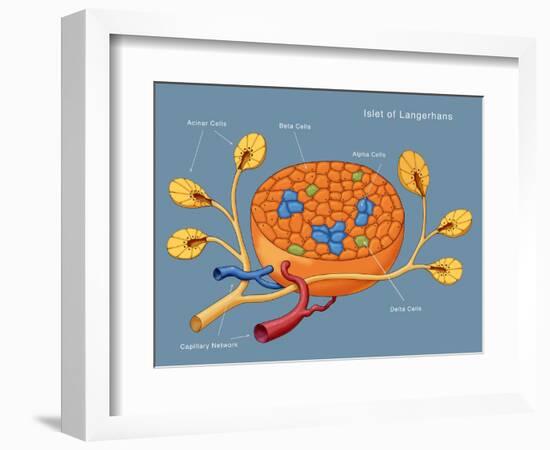 Islets of Langerhans, Diagram-Monica Schroeder-Framed Premium Giclee Print