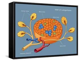 Islets of Langerhans, Diagram-Monica Schroeder-Framed Stretched Canvas