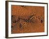 Ismenius Lacus Region of Mars-Stocktrek Images-Framed Photographic Print