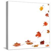 Isolated Autumn Leaves-lilkar-Stretched Canvas