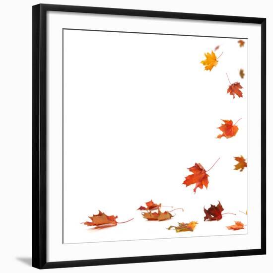 Isolated Autumn Leaves-lilkar-Framed Photographic Print