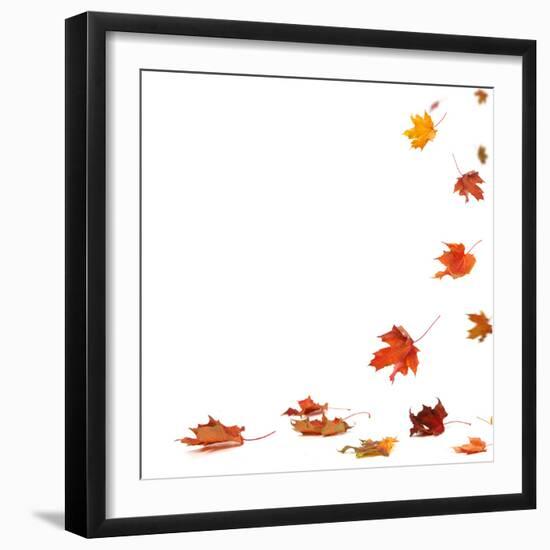 Isolated Autumn Leaves-lilkar-Framed Photographic Print