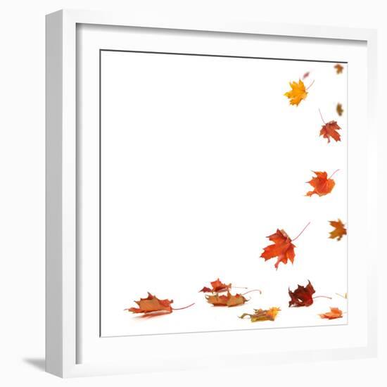 Isolated Autumn Leaves-lilkar-Framed Photographic Print