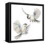 Isolated Birds-Patricia Pinto-Framed Stretched Canvas