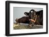 Isolated Buffaloes-k86-Framed Photographic Print