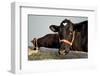 Isolated Buffaloes-k86-Framed Photographic Print