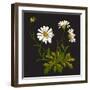 Isolated Flower Blooming Decoration Meadow Natural Green Floral White Spring Ornament Petal Organic-Cosveta-Framed Art Print