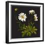 Isolated Flower Blooming Decoration Meadow Natural Green Floral White Spring Ornament Petal Organic-Cosveta-Framed Art Print