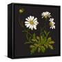 Isolated Flower Blooming Decoration Meadow Natural Green Floral White Spring Ornament Petal Organic-Cosveta-Framed Stretched Canvas