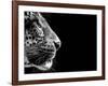 Isolated Leopard Face Card-Snap2Art-Framed Art Print