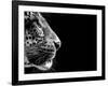 Isolated Leopard Face Card-Snap2Art-Framed Art Print