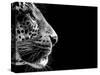 Isolated Leopard Face Card-Snap2Art-Stretched Canvas