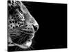 Isolated Leopard Face Card-Snap2Art-Stretched Canvas