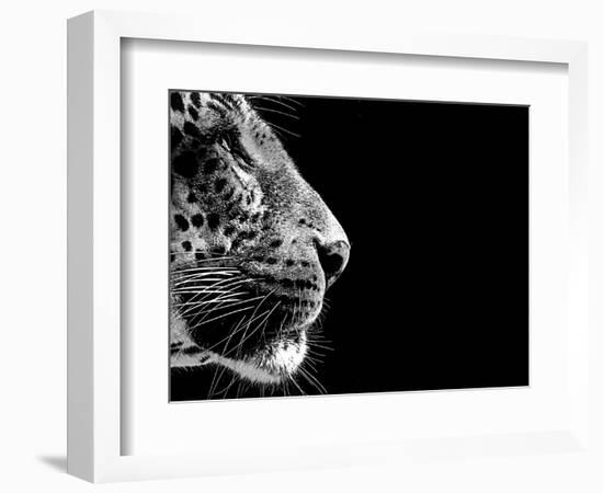 Isolated Leopard Face Card-Snap2Art-Framed Art Print