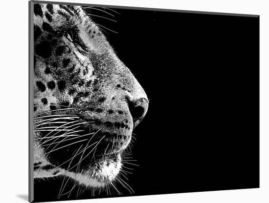 Isolated Leopard Face Card-Snap2Art-Mounted Art Print