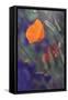 Isolated Poppy-Vincent James-Framed Stretched Canvas