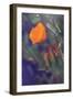 Isolated Poppy-Vincent James-Framed Photographic Print