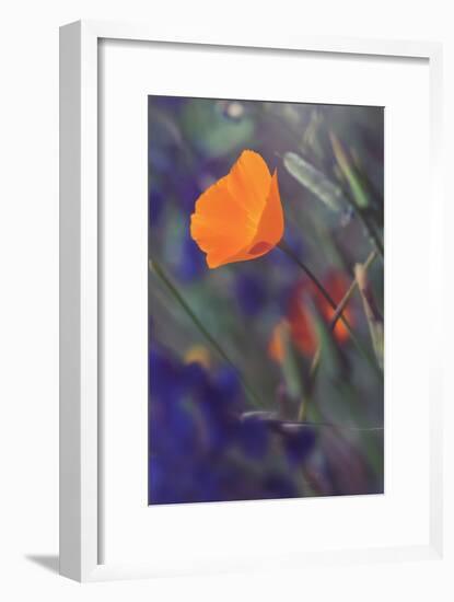 Isolated Poppy-Vincent James-Framed Photographic Print