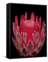 Isolated Red Glowing Protea Blossom on Black Background, Fine Art Still Life Floral Macro Portrait-null-Framed Stretched Canvas